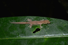 Bavayia septuiclavis