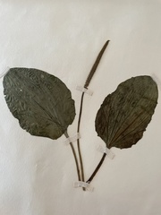 Plantago major
