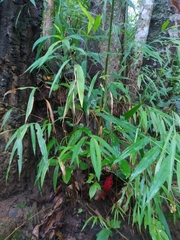 Zingiberaceae