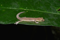 Bavayia septuiclavis