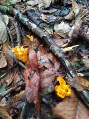 Agaricomycetes