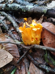 Agaricomycetes