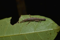 Canachus