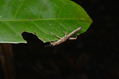 Canachus