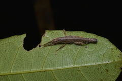 Canachus