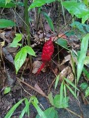 Zingiberaceae