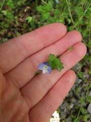 Veronica persica