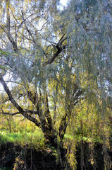 Salix babylonica babylonica