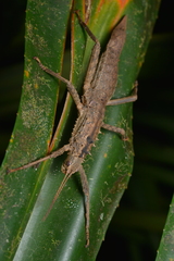 Canachus