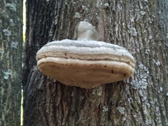 Fomes fomentarius