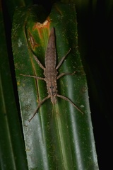 Canachus