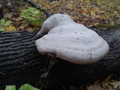Fomes fomentarius