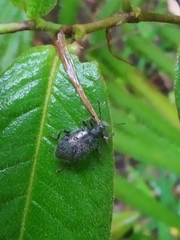 Tenebrionidae