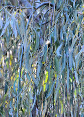 Salix babylonica babylonica