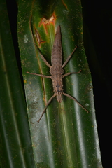 Canachus