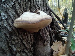Fomes fomentarius