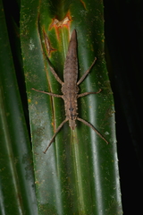 Canachus