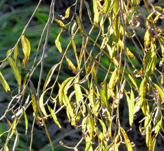 Salix babylonica babylonica