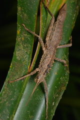 Canachus