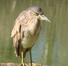 Nycticorax nycticorax