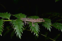 Bavayia