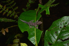 Bavayia