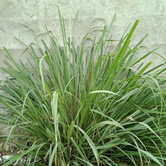 Cymbopogon citratus