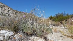 Lupinus excubitus austromontanus