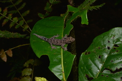 Bavayia