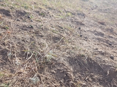 Bupleurum tenuissimum