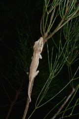 Rhacodactylus auriculatus