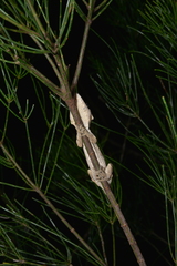 Rhacodactylus auriculatus