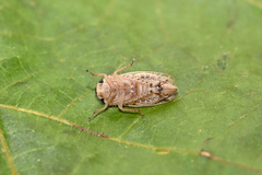 Allygidius abbreviatus