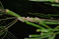 Rhacodactylus auriculatus