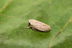 Allygidius abbreviatus