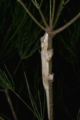 Rhacodactylus auriculatus