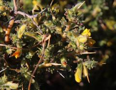 Melolobium microphyllum