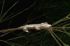 Rhacodactylus auriculatus
