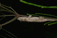 Rhacodactylus auriculatus