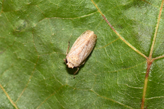 Allygidius abbreviatus