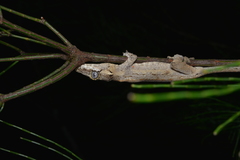 Rhacodactylus auriculatus