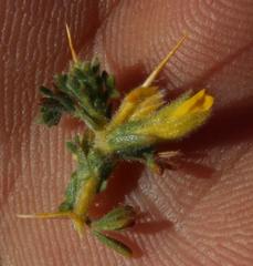 Melolobium microphyllum