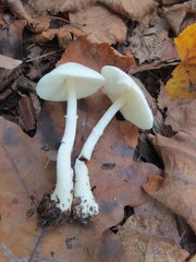 Leucoagaricus crystallifer