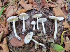 Leucoagaricus crystallifer