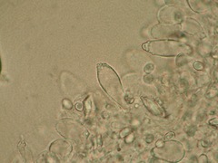 Leucoagaricus crystallifer