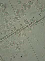 Leucoagaricus crystallifer