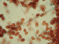 Leucoagaricus crystallifer