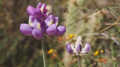 Lupinus excubitus austromontanus
