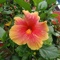 Hibiscus rosa-sinensis