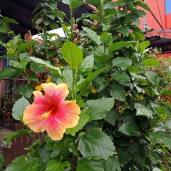 Hibiscus rosa-sinensis